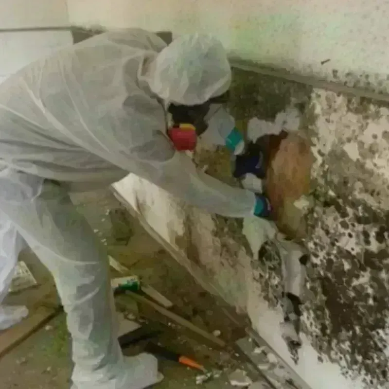 Mold Remediation and Removal in Eureka Springs, AR